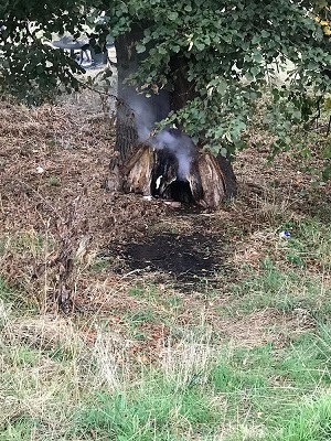 burnt tree