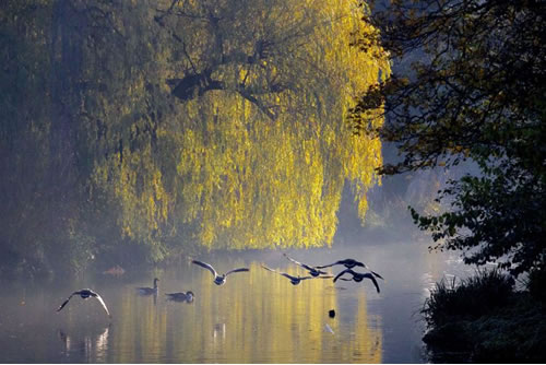 image of chiswick house lake by ian wylie photographer