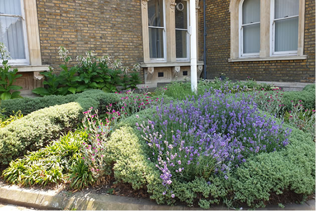 The Flagpole Garden in full flower