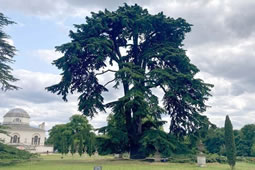 Chiswick Cedar Climbed by The Beatles Up for Tree of the Year