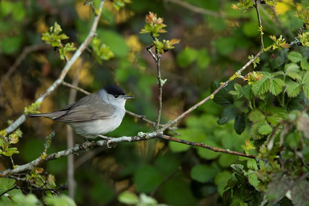 Blackcap by Ben Andrew (rspb-images.com)