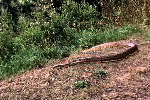 Boa Constrictor Found By River in Chiswick