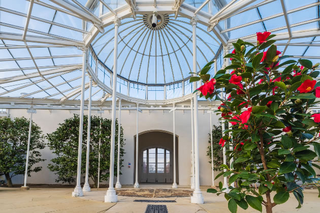 Camellias in the Conservatory at Chiswick House 