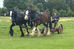 Heavy Horses Return to Dukes Meadows This Week