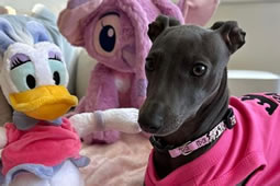 CCTV Fails To Confirm Puppy was Thrown Out of Car on A4