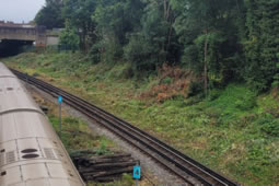 Concerns Raised for Wildlife After Trackside Tree Felling