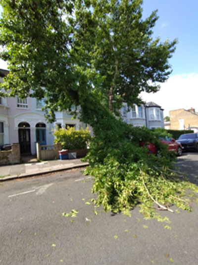 Tree hit by lightning on Gordon Road 