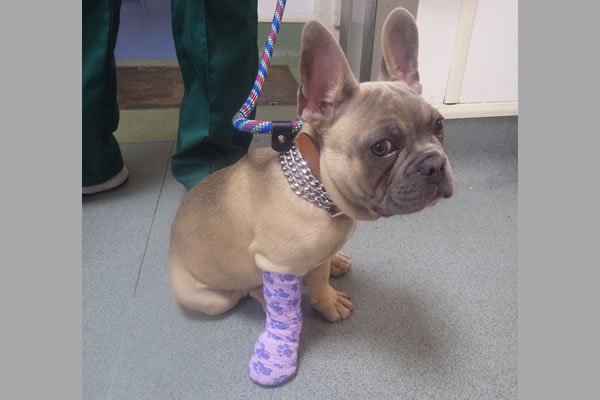 Marcel the French bulldog with a fractured leg