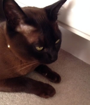 Cat Missing from Ramillies Road 