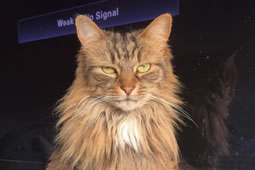 Missing Cat – Have You Seen TeeTee? 