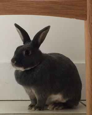 Pudding a grey rabbit who is missing from St Marys school 