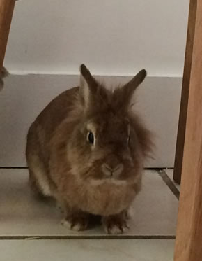 Pancake a brown rabbit missing from St Marys School 