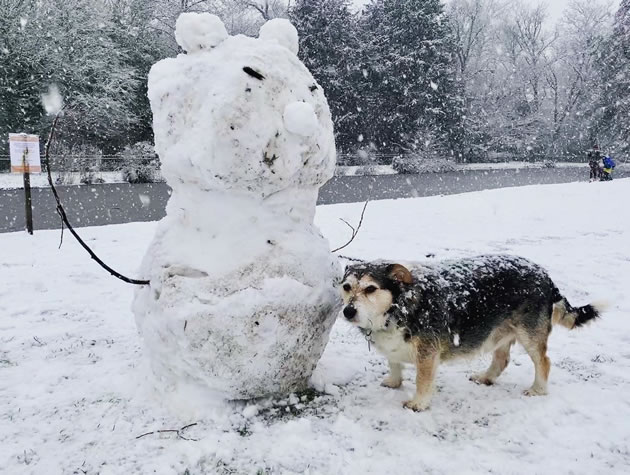 Dog meets snowman in Chiswick House Gardens