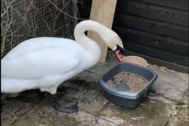 The swan at the sanctuary