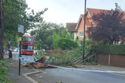 Emergency Inspection for Acton Green Trees