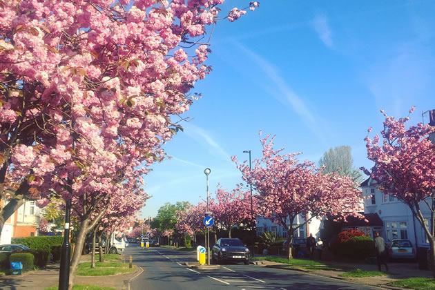 The Queen and Queen Mother said to have loved the cherry blossom on Staveley Road