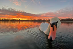 The Birds of South West London and the Thames