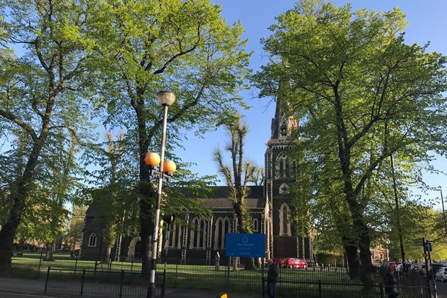 London planes make up a high proportion of the trees on Chiswick High Road 