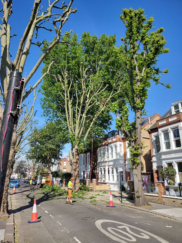 tree pollarding Beverley Road