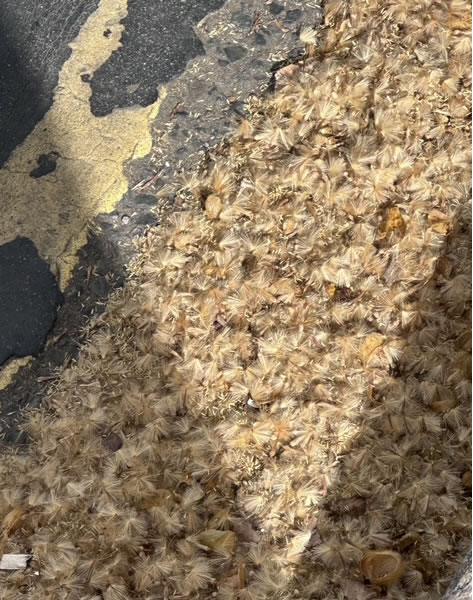 Tree seeds deposited on Chiswick High Road 