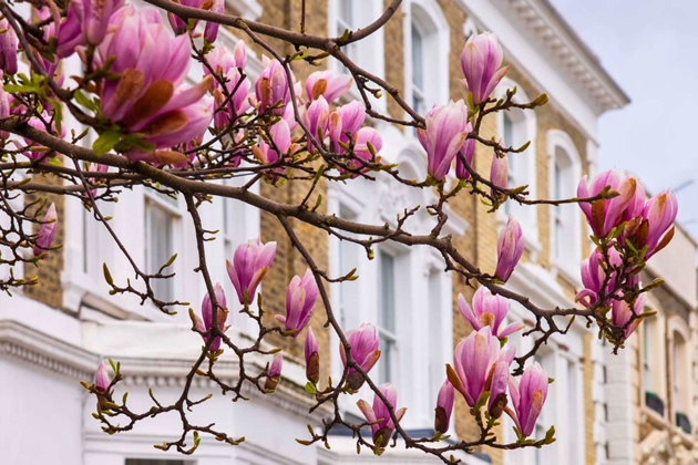 Chiswick Property Market Update: Steady, Sensible, and Settling