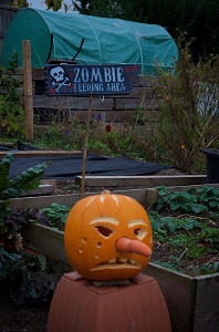 Pumkin Northfields Allotments