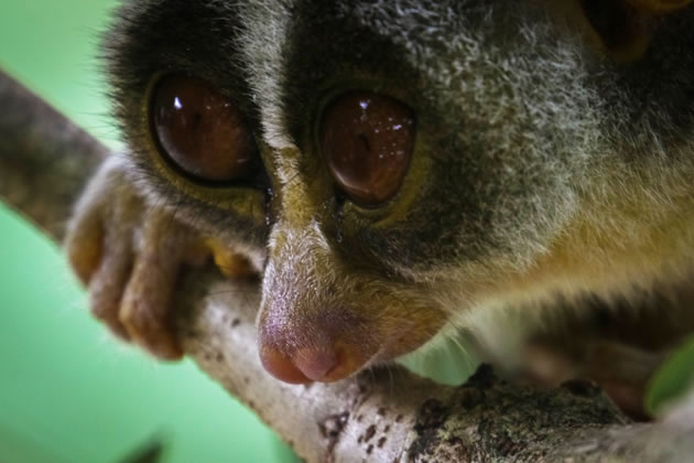 The new baby loris at Hanwell Zoo