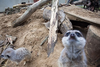 bunny park meerkats