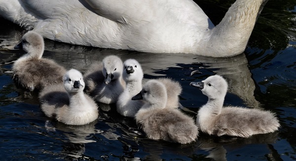 Cygnets - Liz Jenner