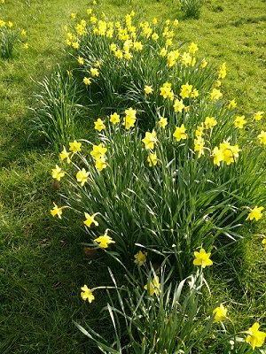 daffodils