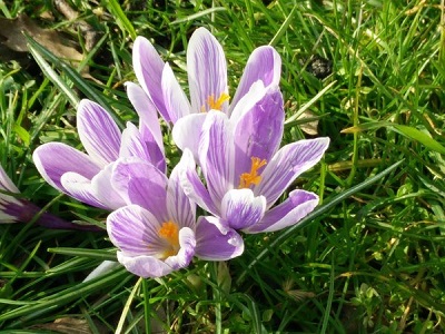 spring flowers