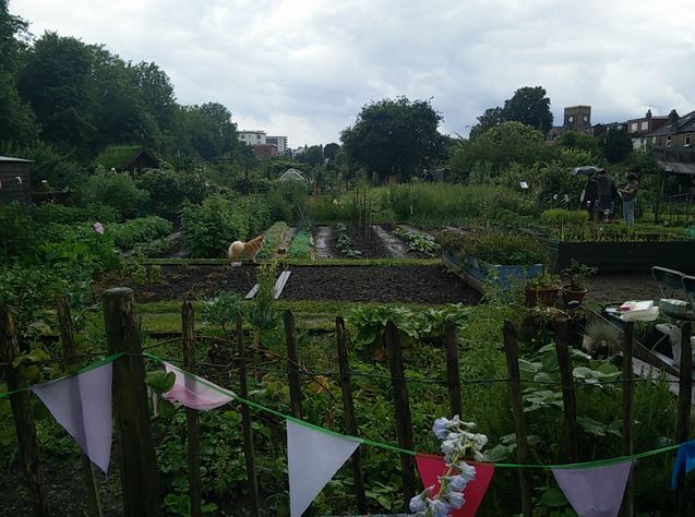 Northfields allotments