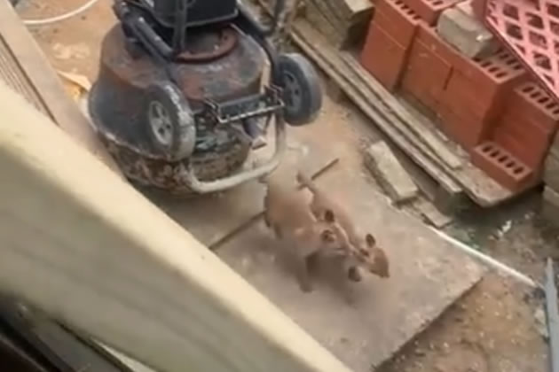 ox cubs playing in the backgarden of the abandoned house in Reporton Road, Fulham Please credit: Jeannie Dumas