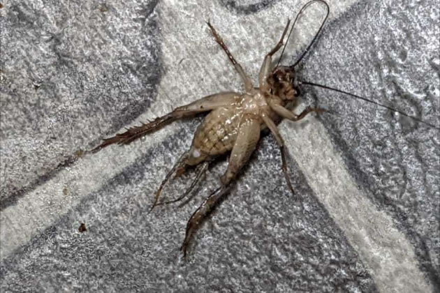 The crickets were introduced as food for a pet tarantula. Picture: Maggie Jones 