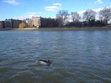 putney porpoise