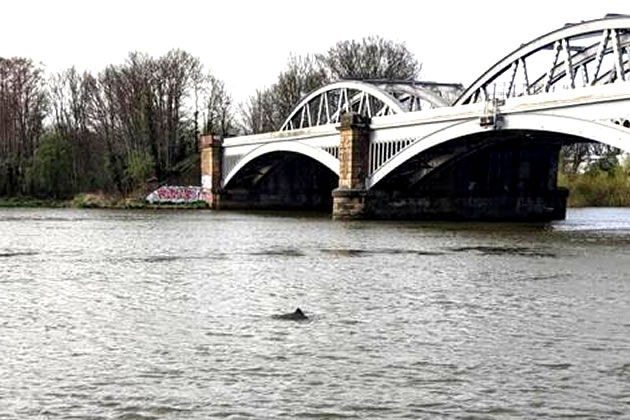 Porpoise by Barnes Railway Bridge