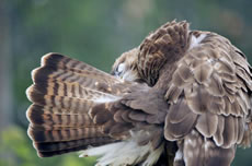 Buzzard (picture by Russell F Spencer)