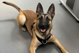 More Accolades for the Borough Animal Welfare Team