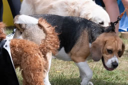 Hounslow Council to Consider New Rules for Dog Owners