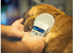 dog being microchipped