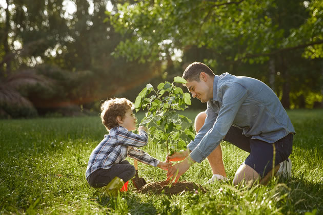 Major initiative underway to plant more trees