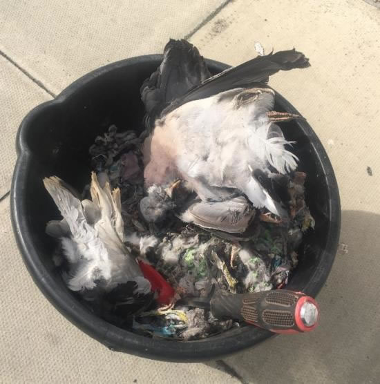 Bird carcasses used to trick victims into paying for more expensive work