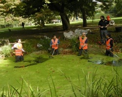 Restoring Hammersmith Park's Japanese Garden