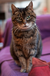 Tabby cat found in Shepherd's Bush